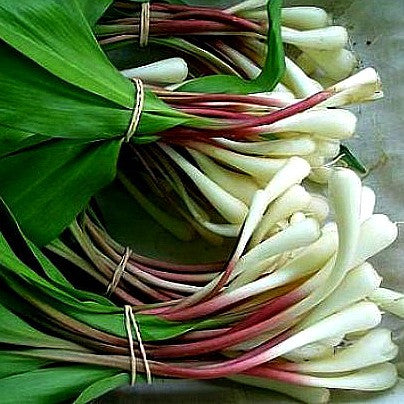 Allium ursinum - Wild Bear Garlic