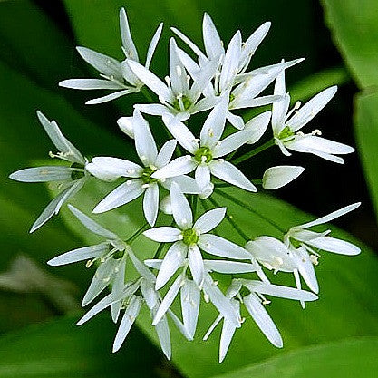 Allium ursinum - Wild Bear Garlic