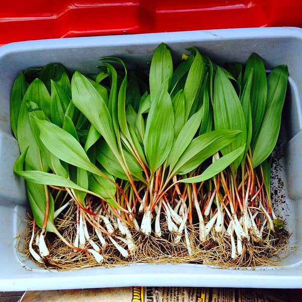 Allium ursinum - Wild Bear Garlic