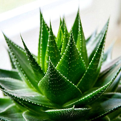 Aloe Species Collection - 15 mixed seeds