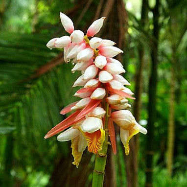 Alpinia katsumadai -  Katsumadai Ginger