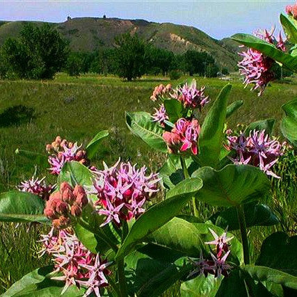 Asclepias speciosa - Showy Milkweed