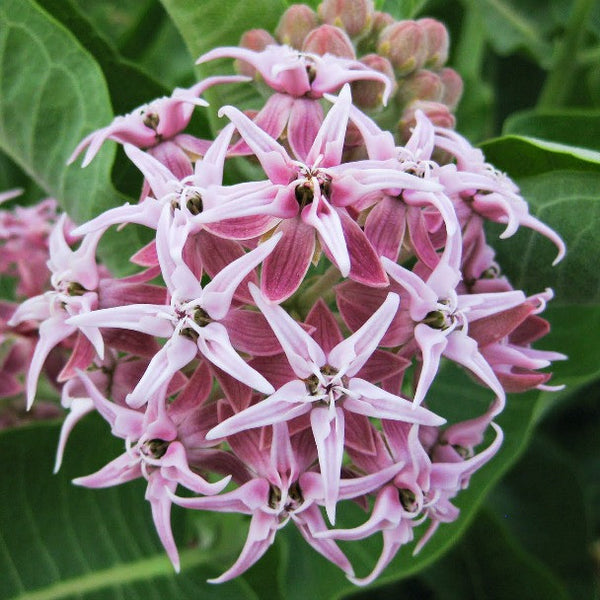 Asclepias speciosa - Showy Milkweed