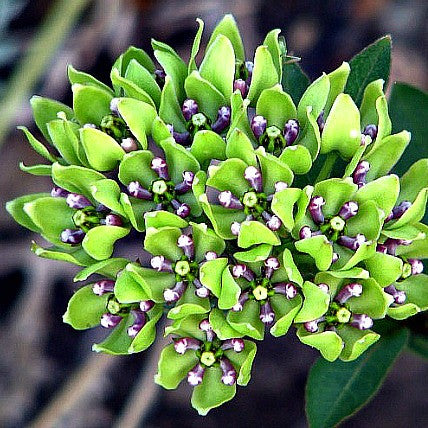 Asclepias viridis - Spider Milkweed