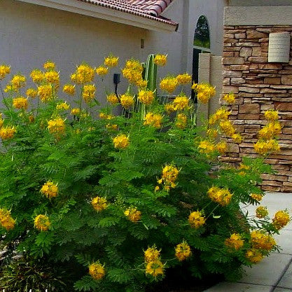 Caesalpinia mexicana - Mexican Bird of Paradise