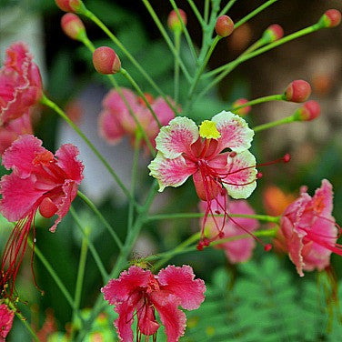 Caesalpinia pink - Pride of Barbados