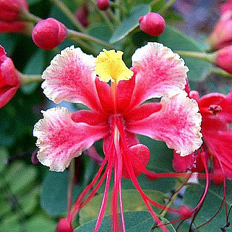 Caesalpinia pink - Pride of Barbados