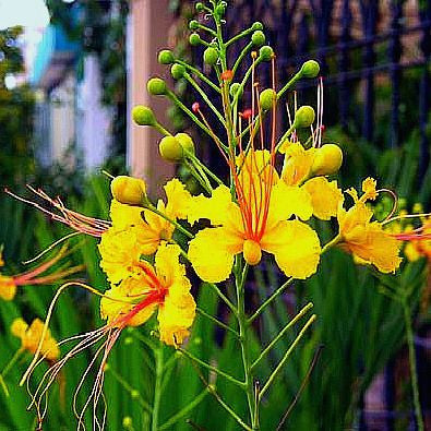 Caesalpinia mexicana - Mexican Bird of Paradise