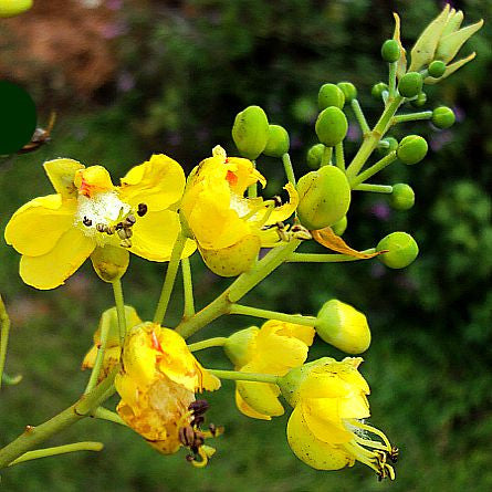 Caesalpinia mexicana - Mexican Bird of Paradise