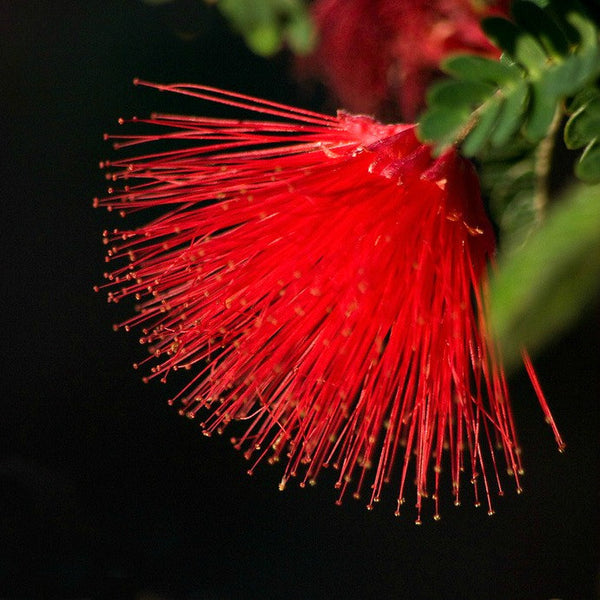 Calliandra tergemina - Red Powderpuff Tree