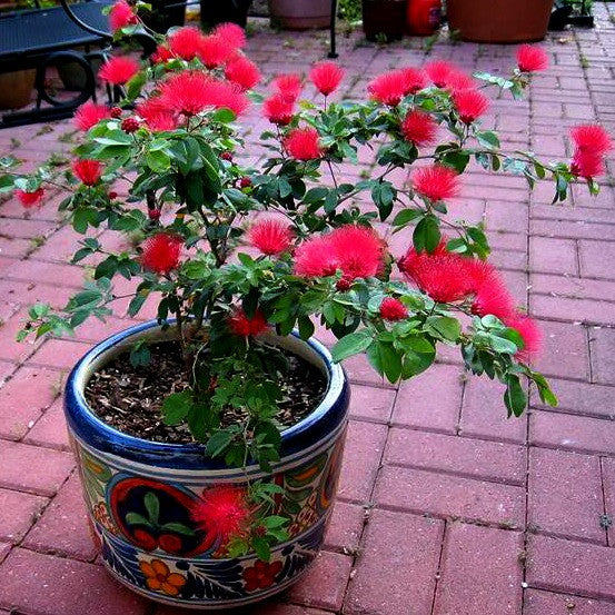 Calliandra tergemina - Red Powderpuff Tree