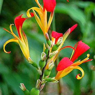 Canna indica - 'Indian Shot' - Red & Yellow