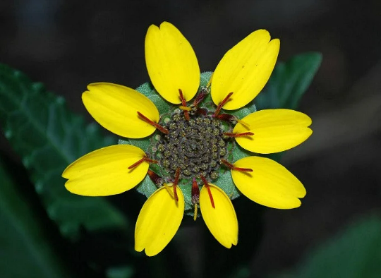 Berlandiera lyrata, Chocolate Daisy Flower