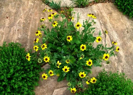 Berlandiera lyrata, Chocolate Daisy Flower
