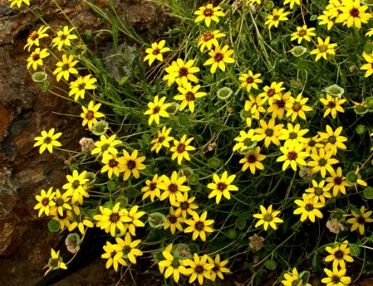 Berlandiera lyrata, Chocolate Daisy Flower