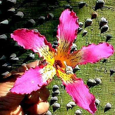 Chorisia speciosa - Silk Floss Tree