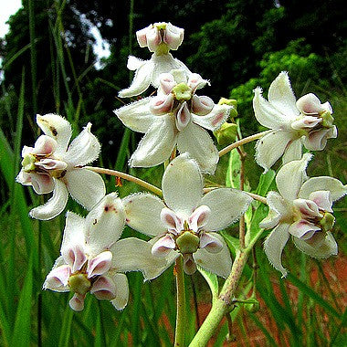 Family Jewels  Gomphocarpus physocarpus