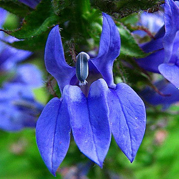 Lobelia siphilitica - Great Blue Lobelia