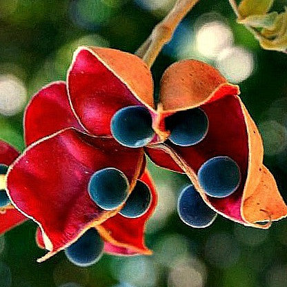 Majidea zangueberica - Black Pearl Tree