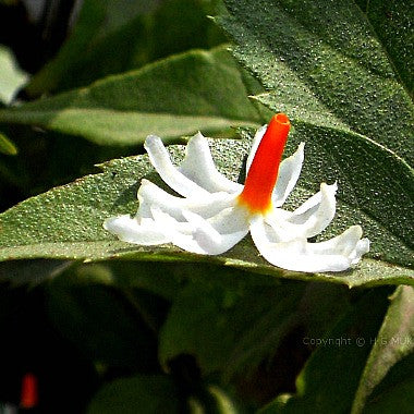 indian jasmine flower seeds Nyctanthes arbor-tristis