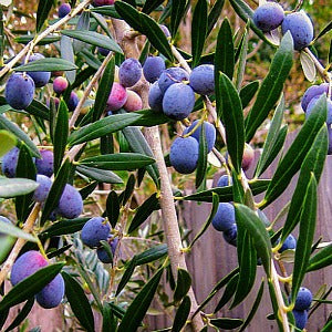 Olea europeana - Olive Tree