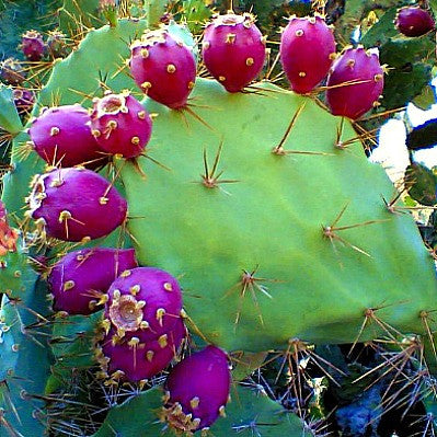 præmedicinering Rejse Slibende Prickly Pear Collection - Opuntia Mix – Smart Seeds Emporium