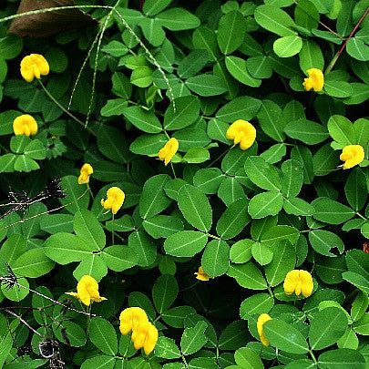 Peanuts - Arachis hypogea