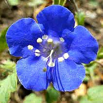 Desert Bluebells - Phacelia campanularia