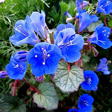 Desert Bluebells - Phacelia campanularia