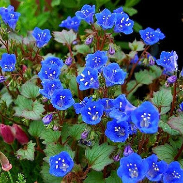 Desert Bluebells - Phacelia campanularia