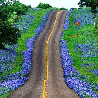 Desert Bluebells - Phacelia campanularia