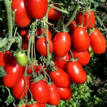 thumbnail image 2 of 225 San Marzano Tomato Seeds - Organic Non-GMO Heirloom - Free Bonus Seeds! 2 of 6