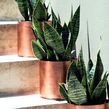 Sansevieria masoniana - Whale Fin - Masons Congo