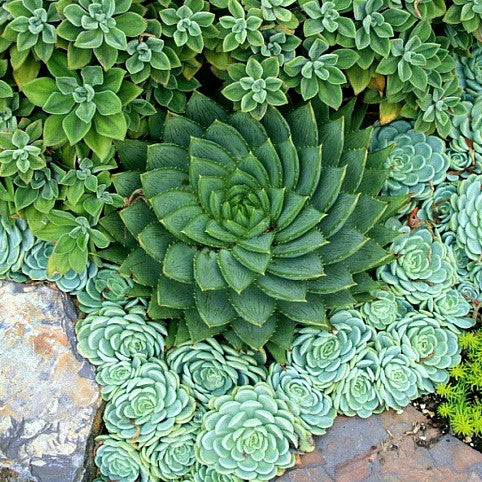 succulents spiral aloe Aloe Polyphylla