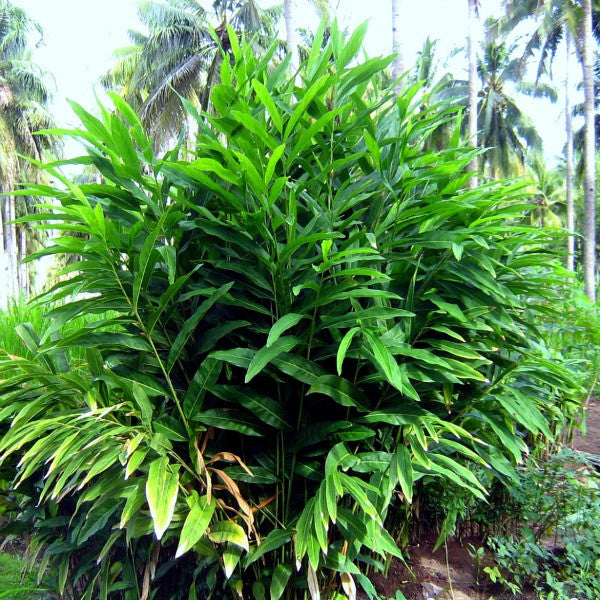 Alpinia katsumadai -  Katsumadai Ginger