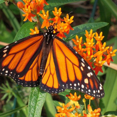 Asclepias tuberosa - Butterfly Milkweed