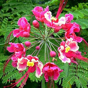 Caesalpinia pink - Pride of Barbados