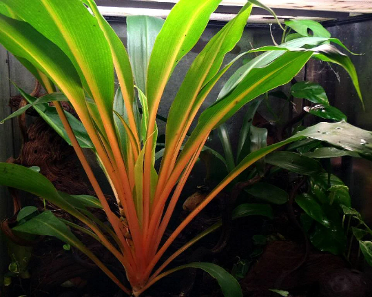 mandarin orange spider plant Mandarin Plant, Chlorophytum – Smart Seeds Emporium