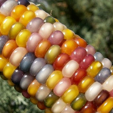 Glass Gem Corn - rare heirloom