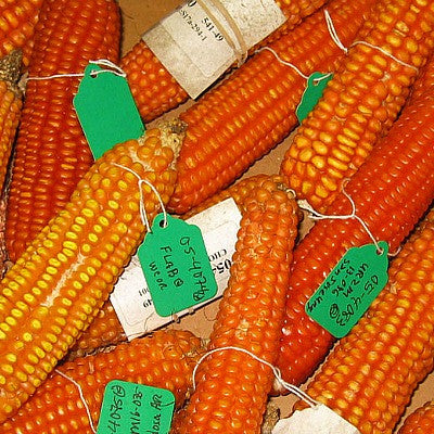 Strubbe's Orange Corn - non GMO heirloom