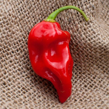 Sweet Datil Pepper - Rare Southern Heirloom
