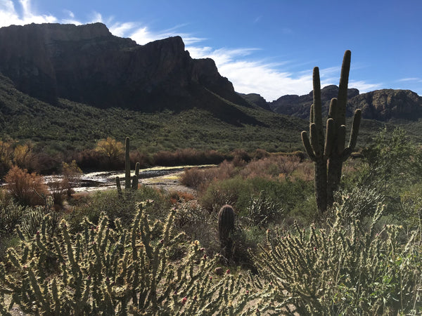 Saguaro Cactus, Carnegiea gigantea