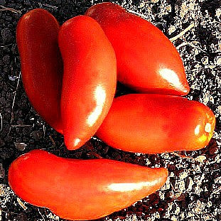 Jersey Devil - Heirloom Tomato