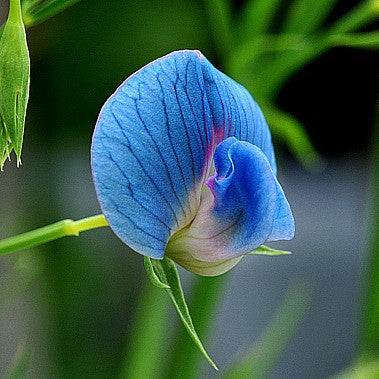 Lathyrus azureus - King Tut Grass Pea