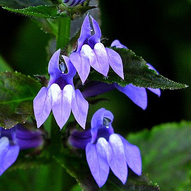 Lobelia siphilitica - Great Blue Lobelia