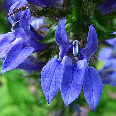 Lobelia siphilitica - Great Blue Lobelia