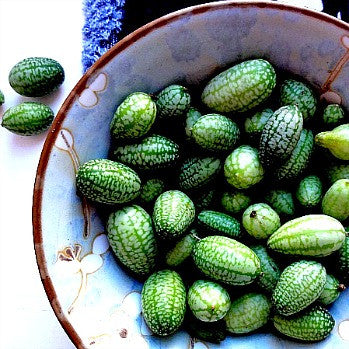 Mouse Melon - Mexican Sour Gherkin