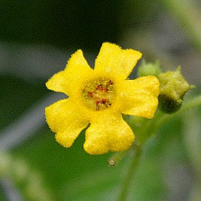 Mouse Melon - Mexican Sour Gherkin