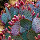 Opuntia violacea - Santa Rita Cactus