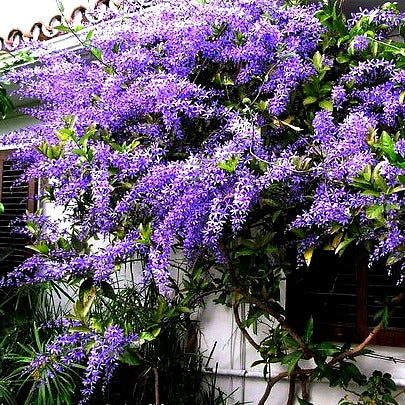 Petrea volubilis - Queen's Wreath